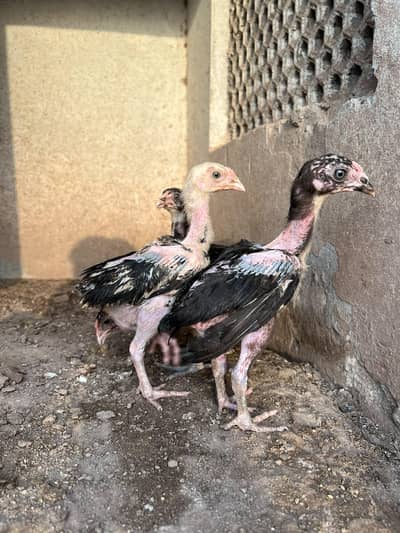 Aseel chicks