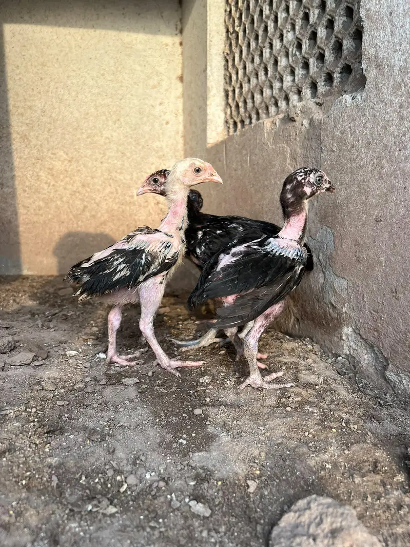 Aseel chicks — photo 2
