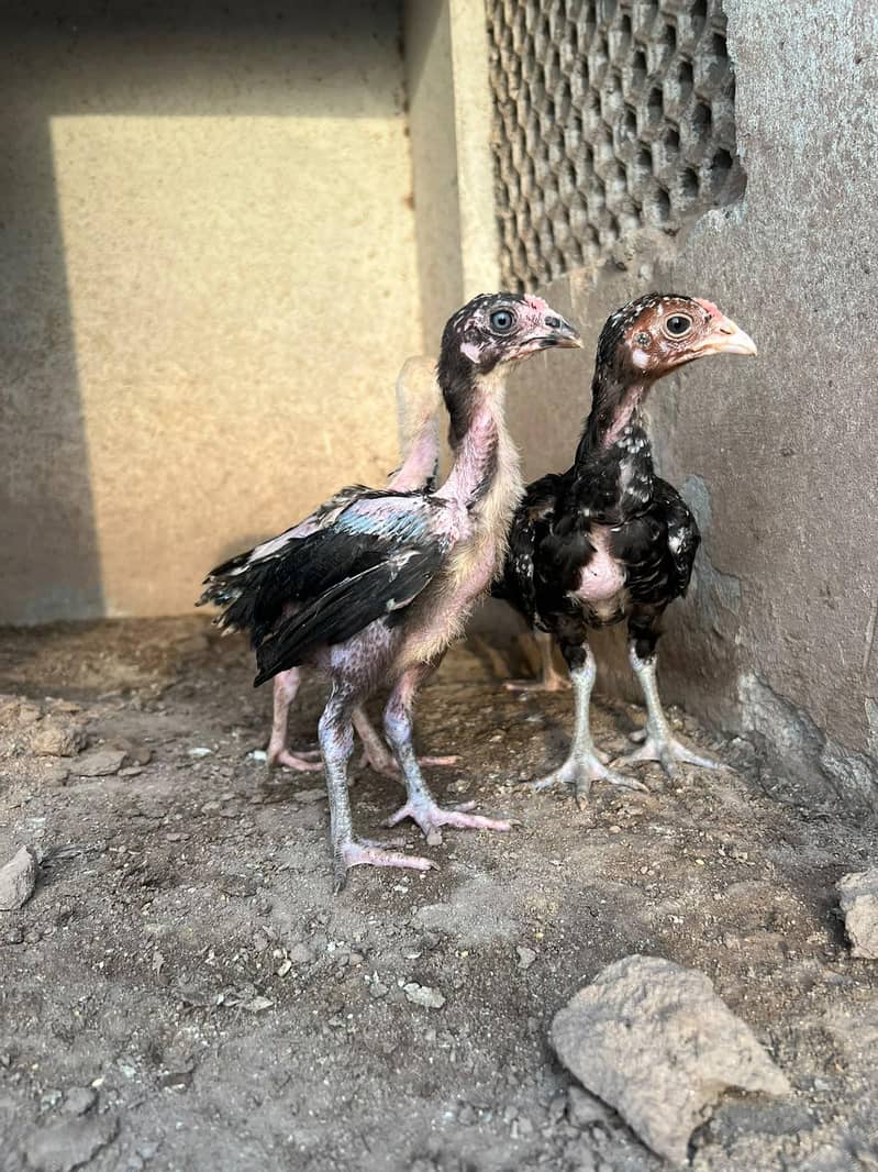 Aseel chicks 2