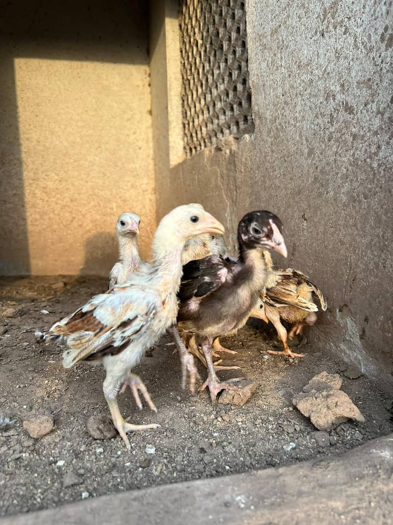 Aseel chicks 3
