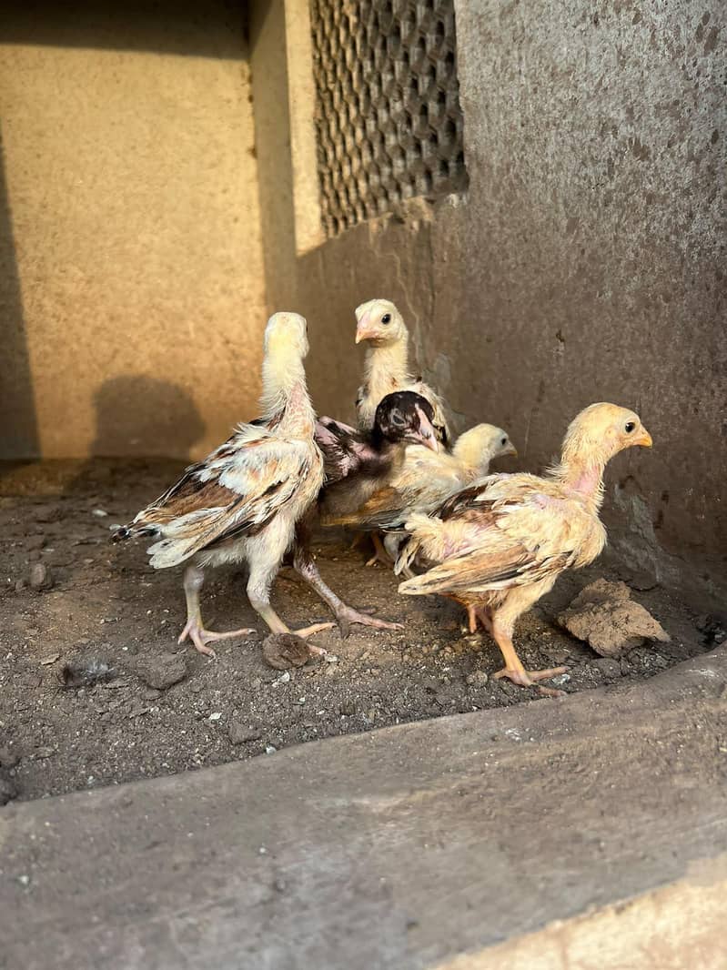 Aseel chicks 4