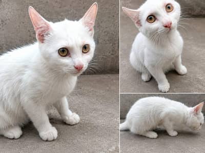Percian cat _ 03145662779 what's app