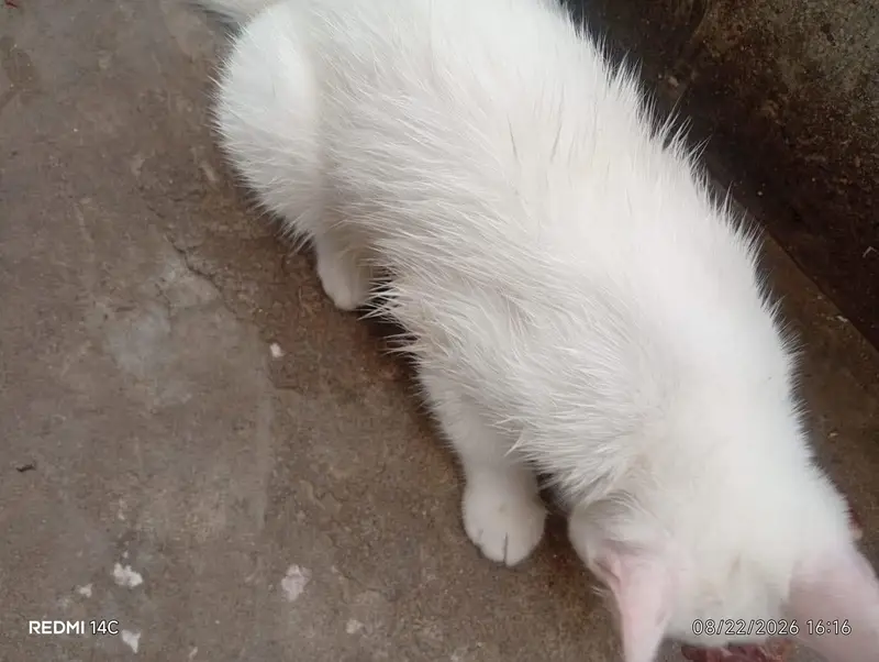 Percian cat _ 03145662779 what's app — photo 2