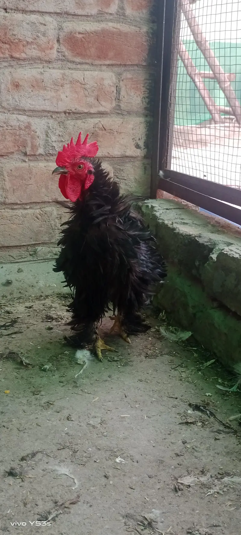 Aseel Mushka Females Frizzle bantum — photo 3
