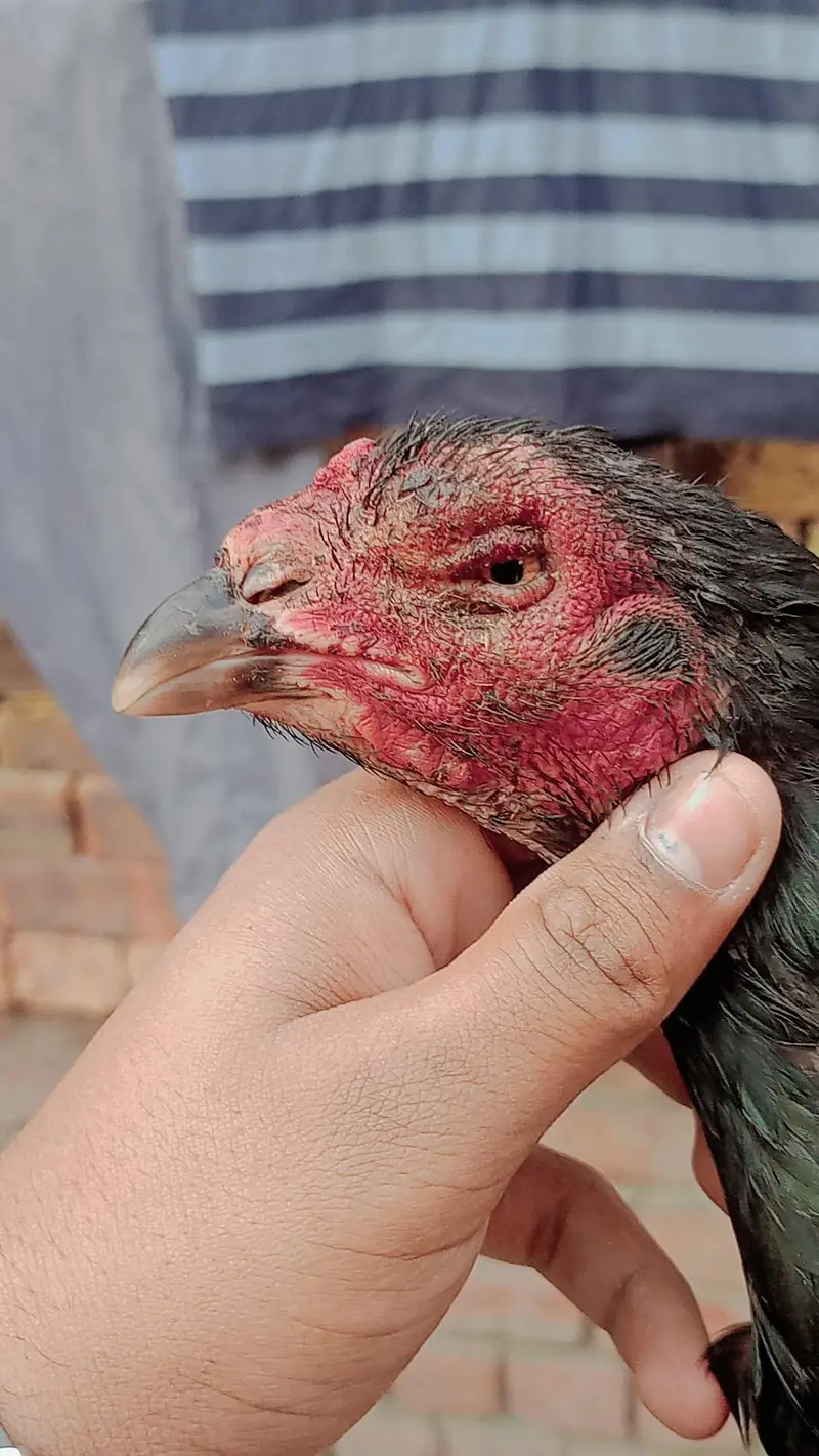 Aseel Mushka Females Frizzle bantum — photo 2