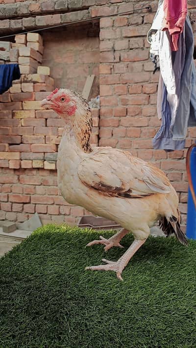 Aseel Mushka Females Frizzle bantum