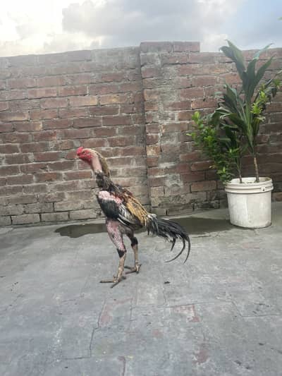 Shamo cross high quality birds rat fix