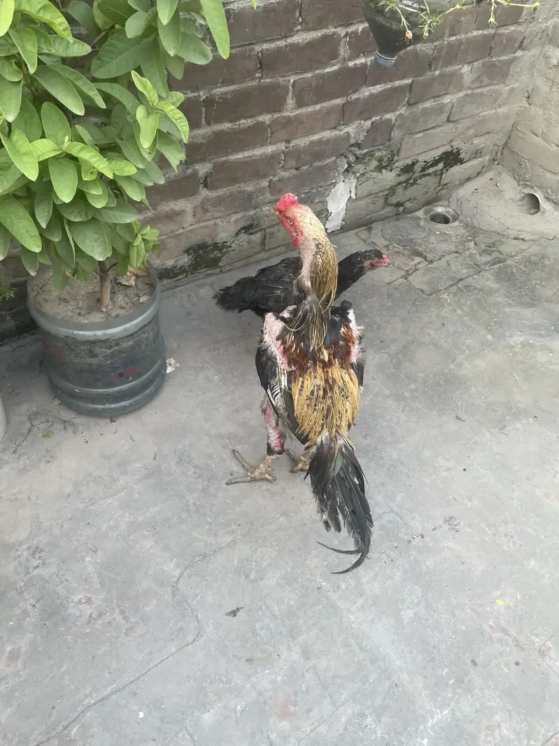 Shamo cross high quality birds rat fix — photo 2