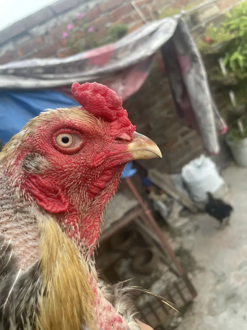 Shamo cross high quality birds rat fix — photo 3