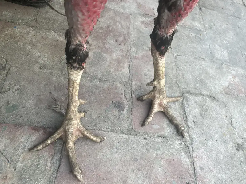 Shamo cross high quality birds rat fix — photo 4