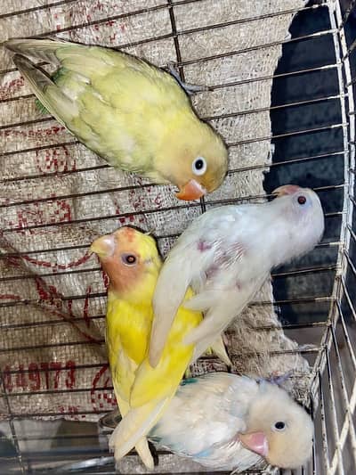 4 lovebirds split parblue opline