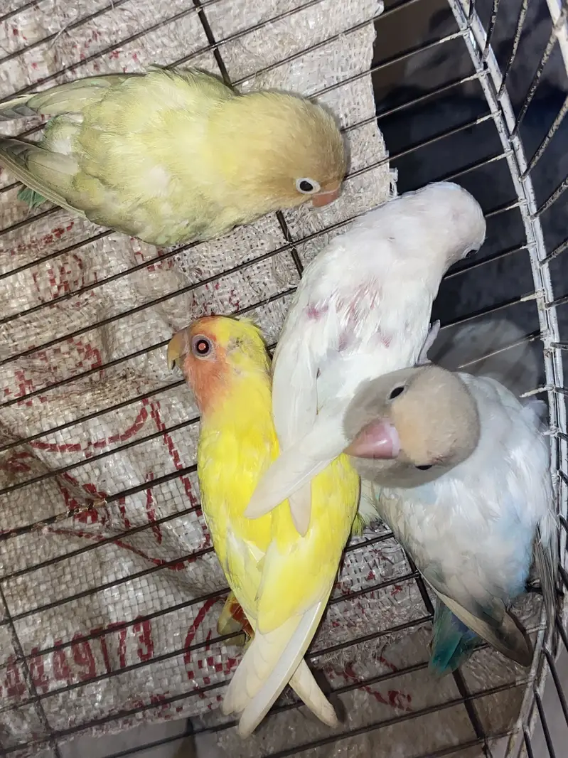 4 lovebirds split parblue opline — photo 2
