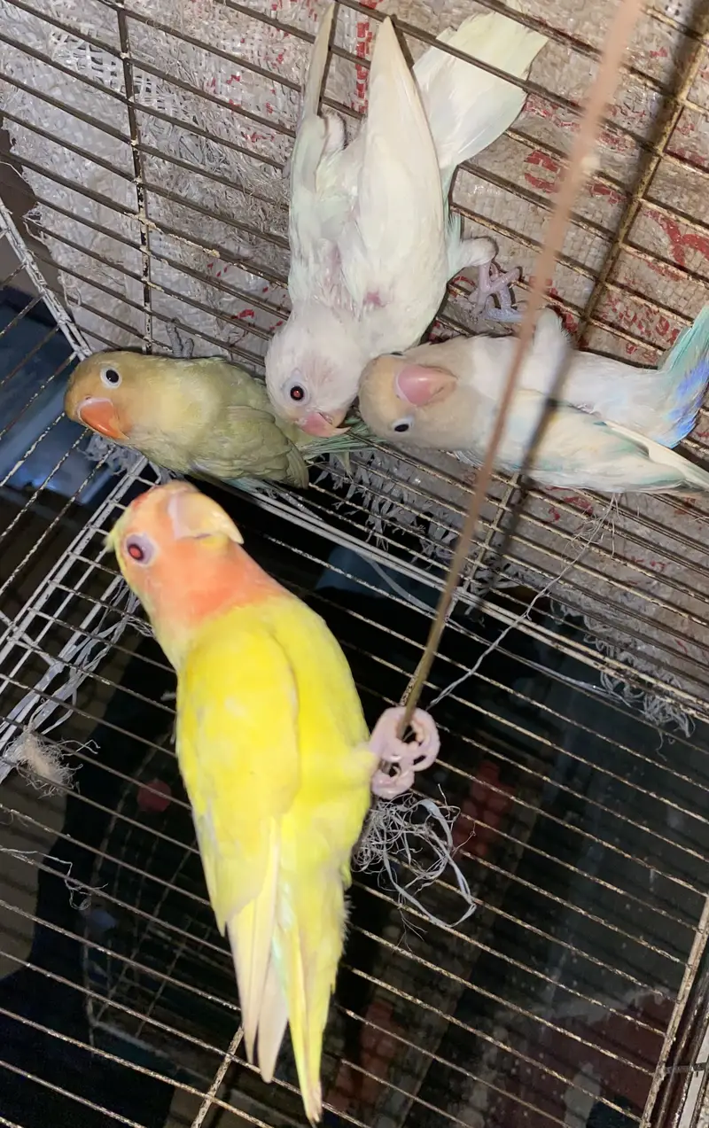 4 lovebirds split parblue opline — photo 3