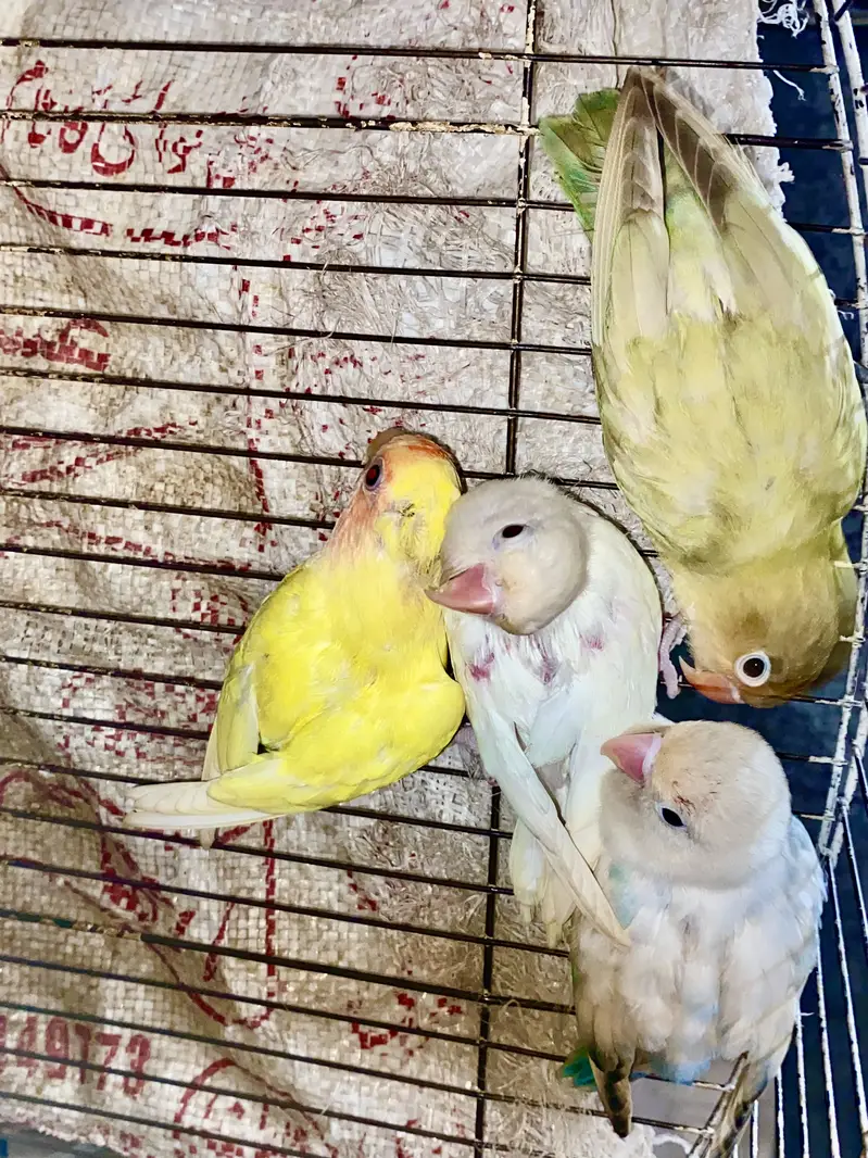 4 lovebirds split parblue opline — photo 4