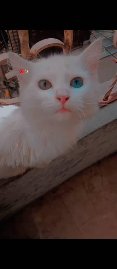 l male cat odd eyes Wala for sell