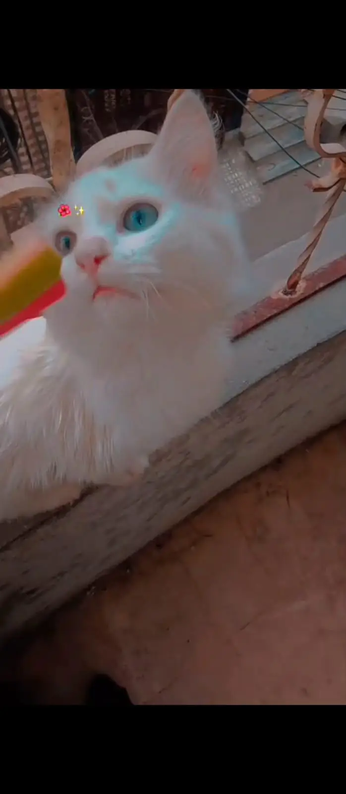 l male cat odd eyes Wala for sell — photo 2