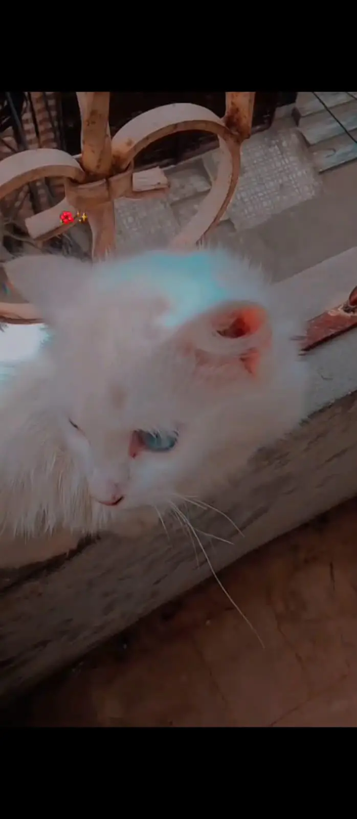 l male cat odd eyes Wala for sell — photo 3