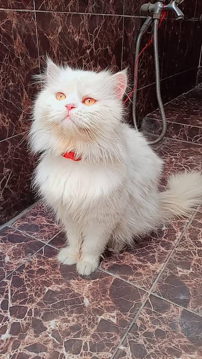 Persian male