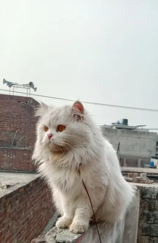 Persian male — photo 2