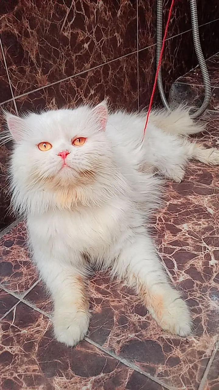 Persian male — photo 3