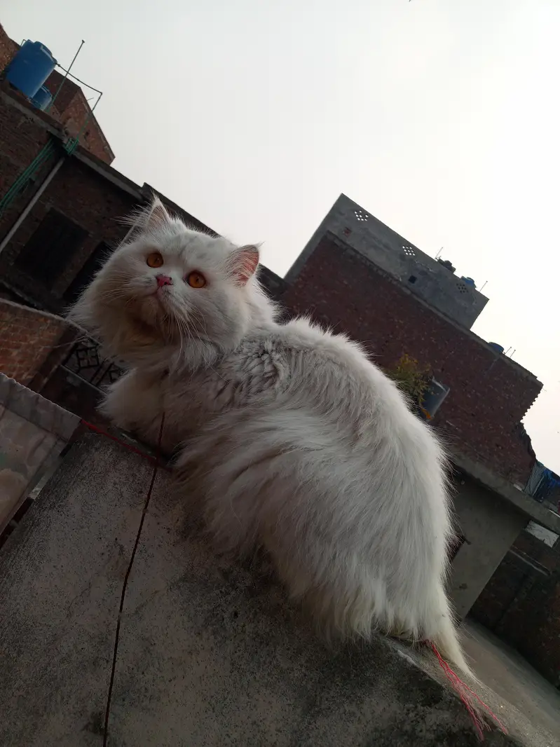 Persian male — photo 4