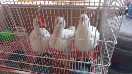 farmi hen