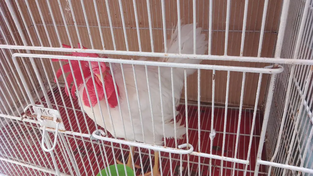 farmi hen — photo 2