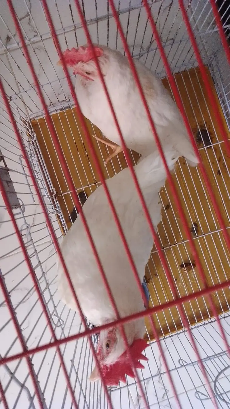 farmi hen — photo 3