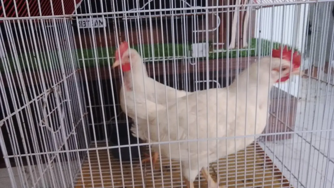 farmi hen — photo 4