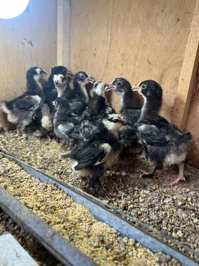 Bantam Chicks