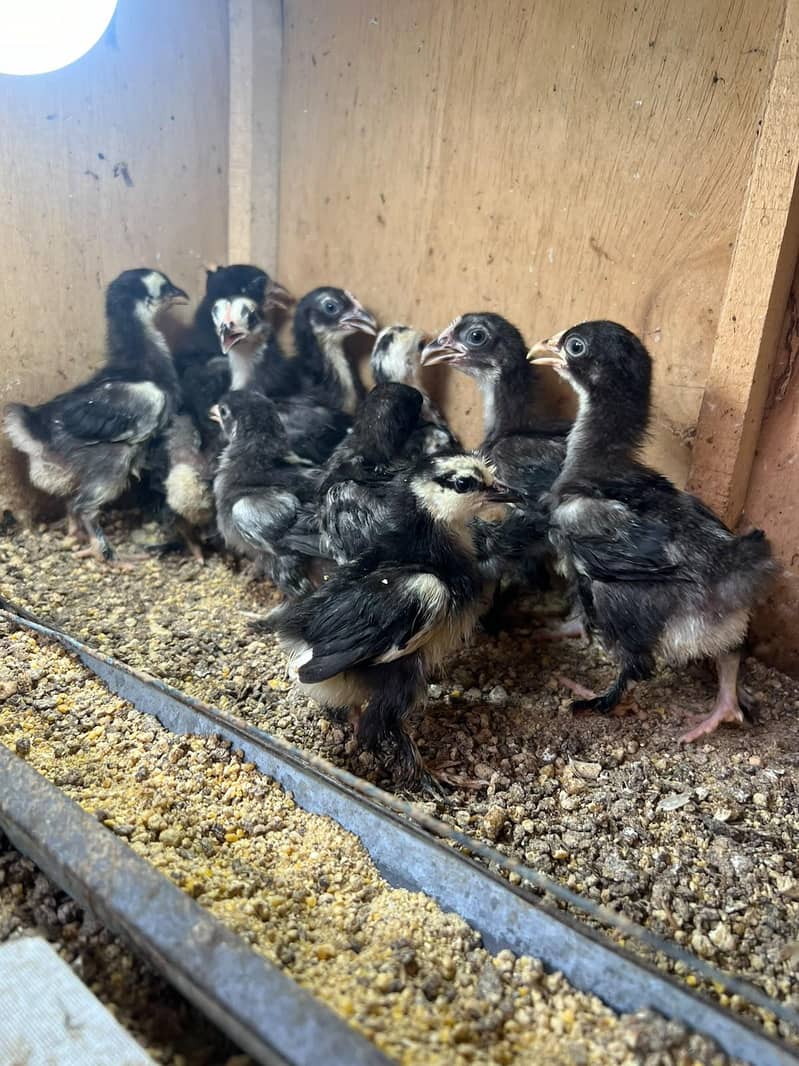 Bantam Chicks 0