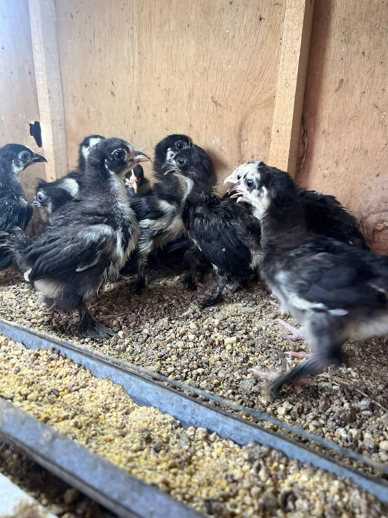 Bantam Chicks 1
