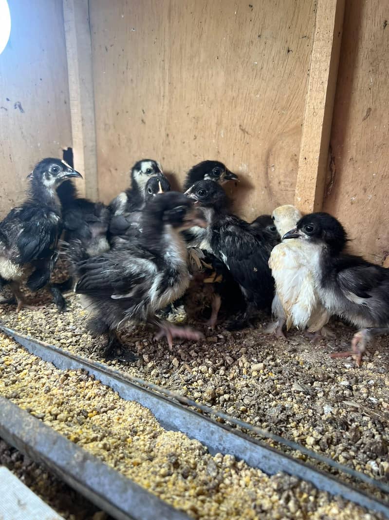 Bantam Chicks 2