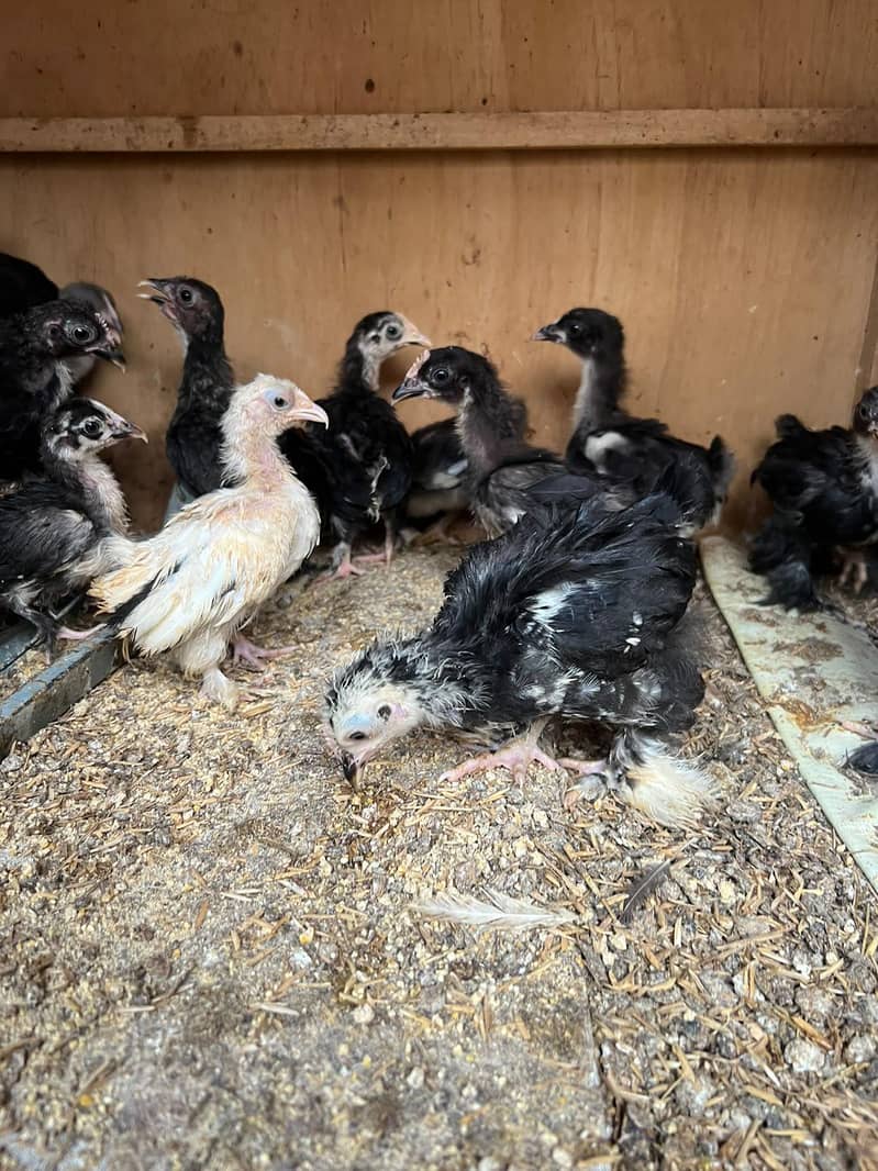 Bantam Chicks 3