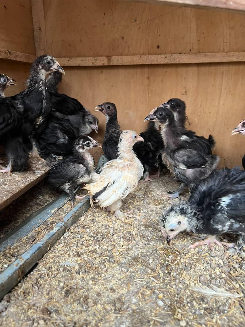 Bantam Chicks 4