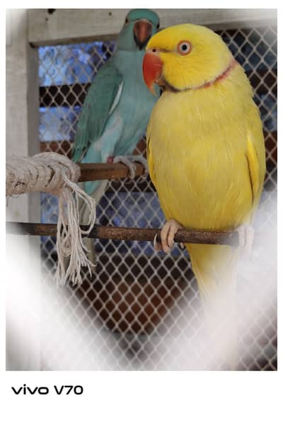 Pakistani parrots