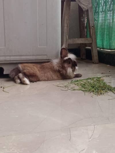 rabbit and cages for sale