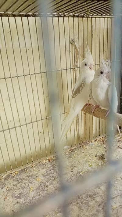 v pied male spotted female. . 0336.4306545.
