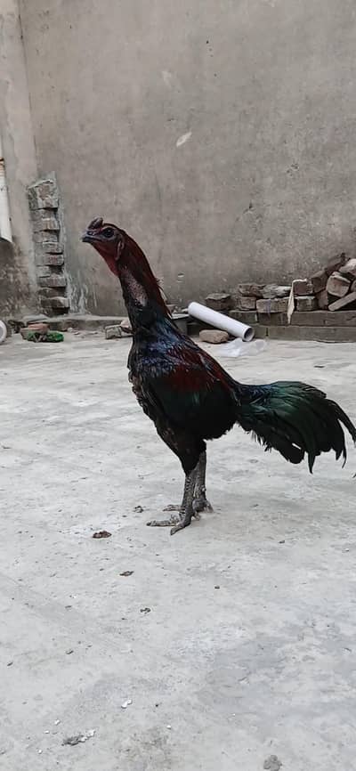 dragon choras nali or thai pakoye chicks, age 15 days