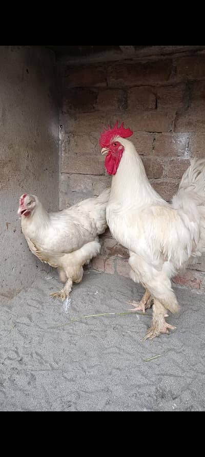 white heavy buff | golden heavy buff | white buff 03096360200