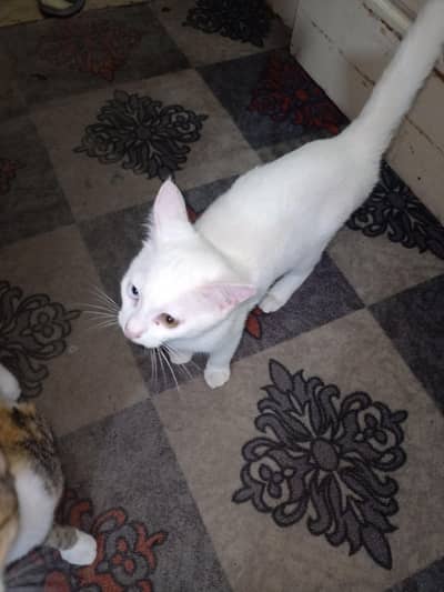 good luck 3 cat's female