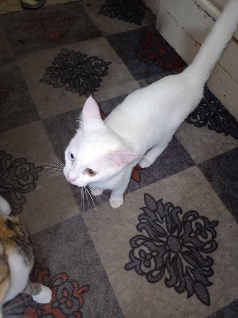 Cat's 0