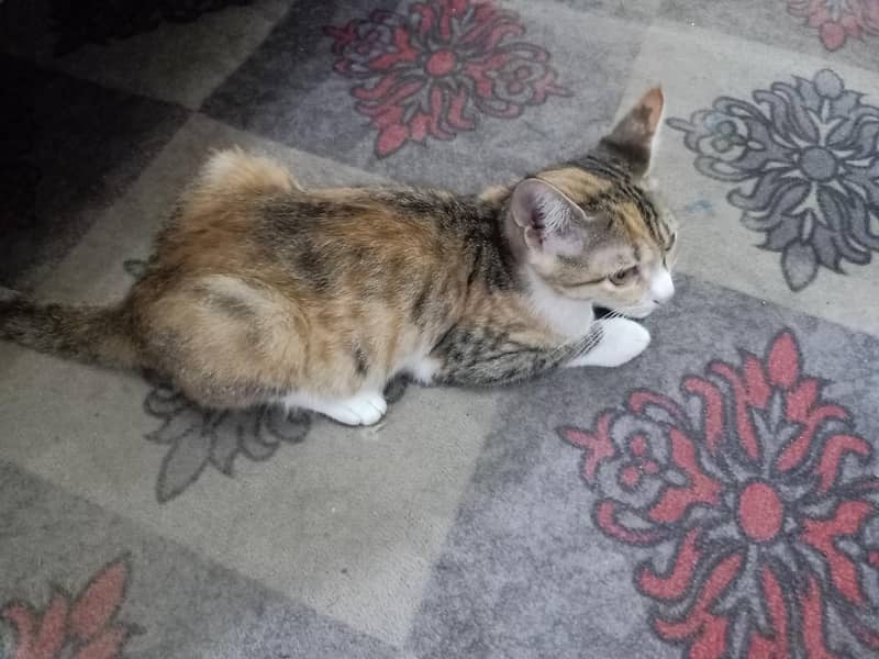 Cat's 1
