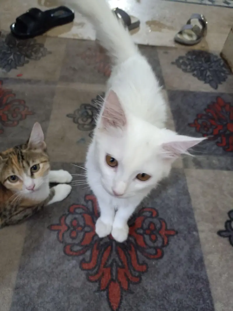 good luck 3 cat's female — photo 3