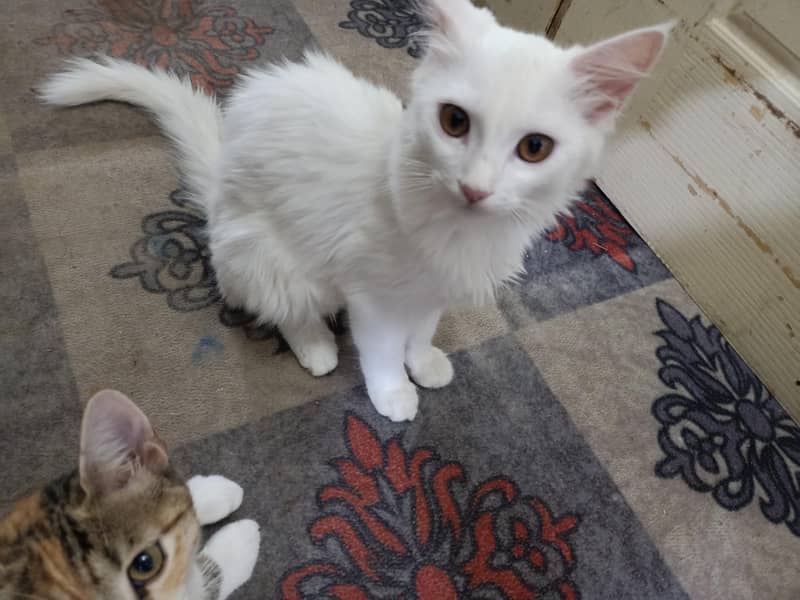 Cat's 3