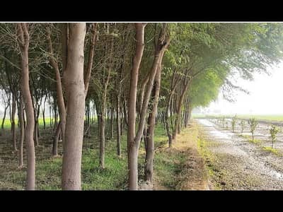 Kikar trees for sale