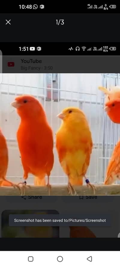 singing canary