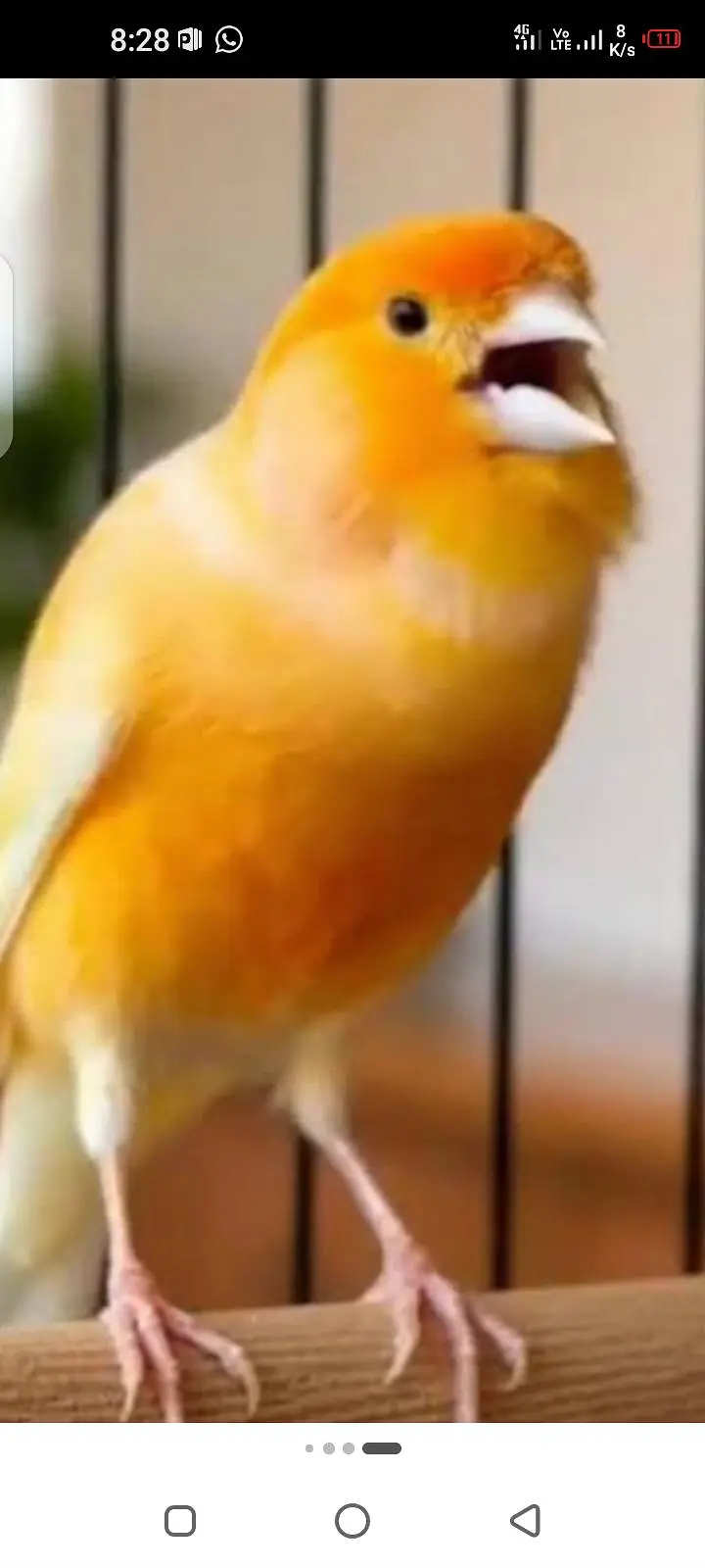 singing canary — photo 3