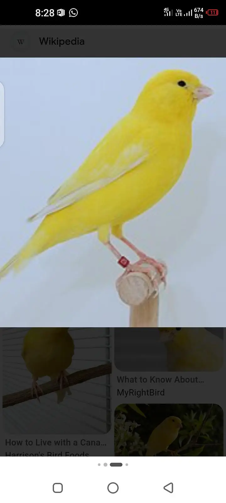 singing canary — photo 4