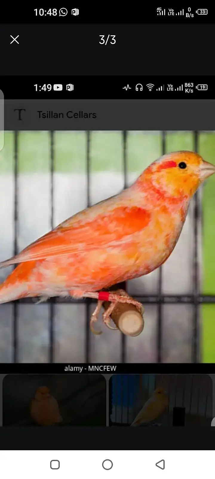singing canary — photo 5
